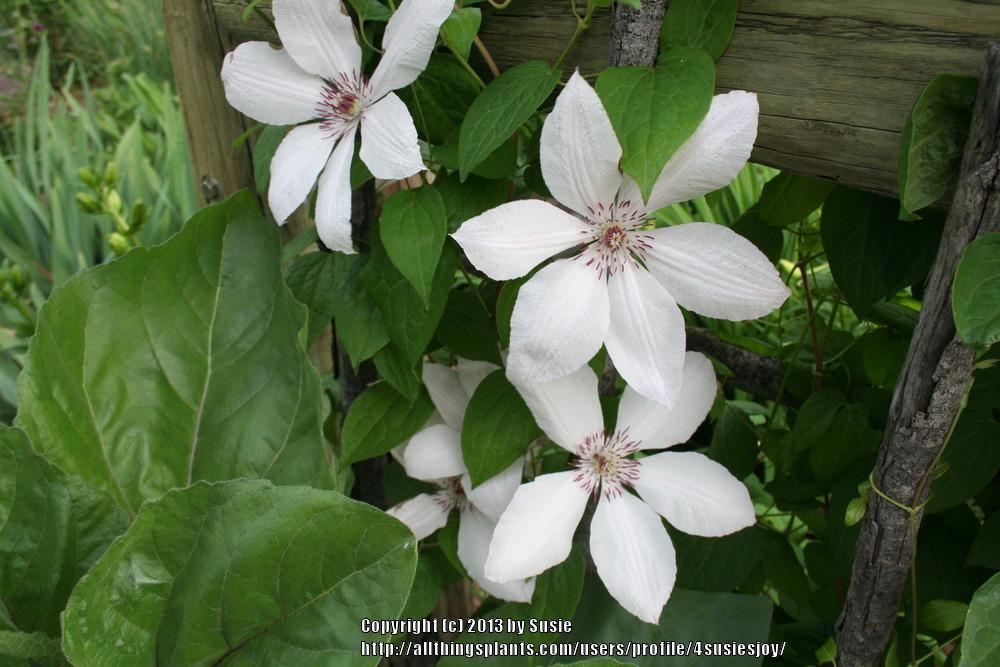 Photo of Clematis 'Henryi' uploaded by 4susiesjoy