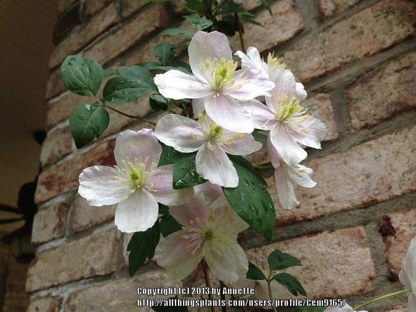 Photo of Clematis (Clematis montana 'Mayleen') uploaded by Cem9165