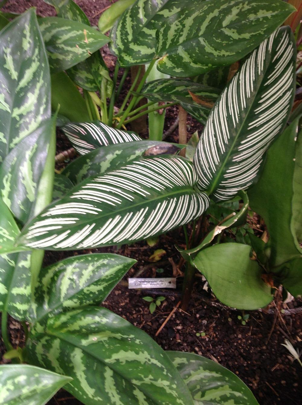 Photo of Pin Stripe Plant (Goeppertia ornata) uploaded by Lilydaydreamer
