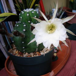 Location: garden
Date: 2013-07-18
First bloom on this spineless cactus.  More buds ready to bloom l