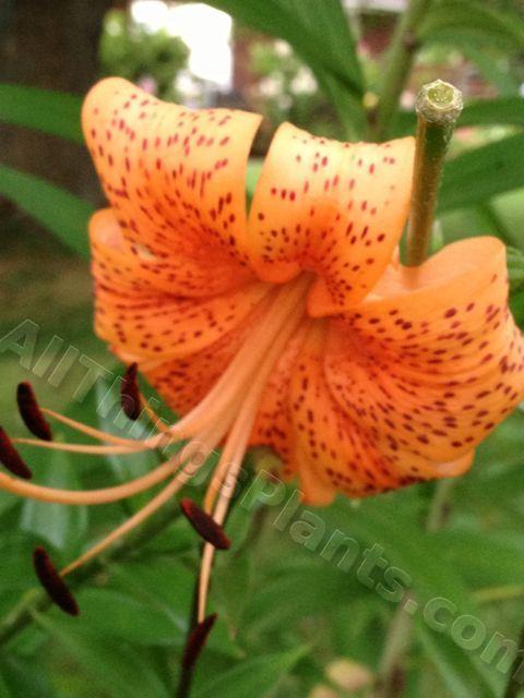 Photo of Lily (Lilium 'Sally') uploaded by magnolialover