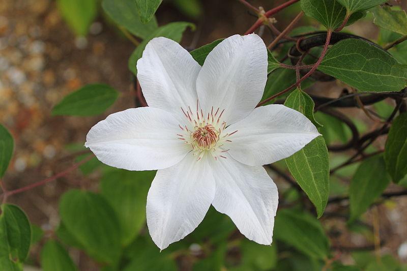 Photo of Clematis 'Henryi' uploaded by robertduval14