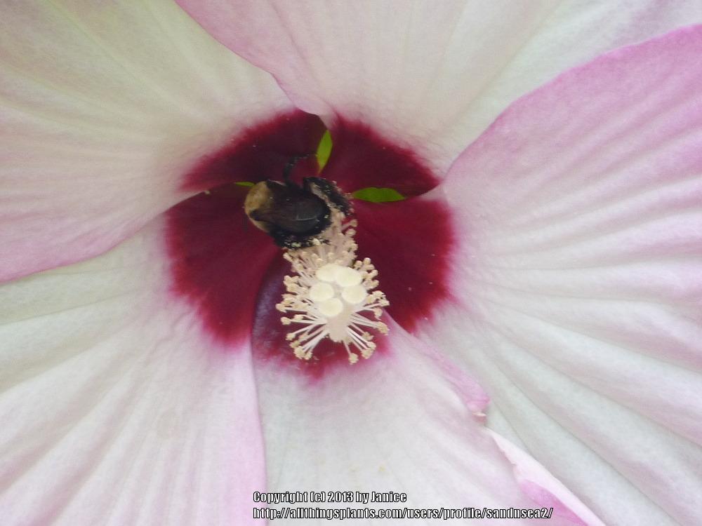 Photo of Hybrid Hardy Hibiscus (Hibiscus Luna™ Pink Swirl) uploaded by sandnsea2