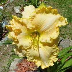 Location: My Garden- Vermont
Date: 2013-07-01
large golden flower that will capture your attention