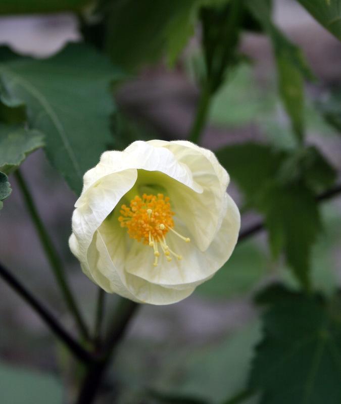 Photo of Flowering Maple (Abutilon 'White') uploaded by Calif_Sue
