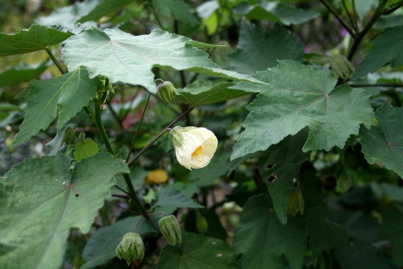 Photo of Flowering Maple (Abutilon 'White') uploaded by Calif_Sue
