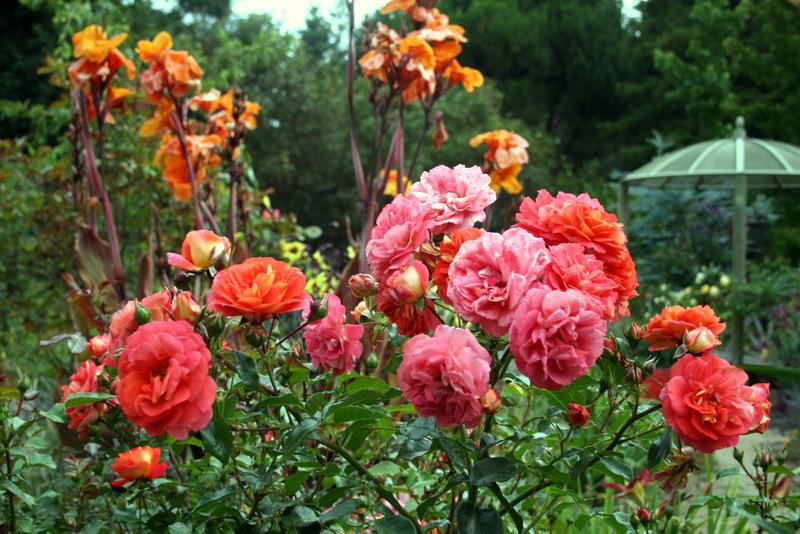 Photo of Rose (Rosa 'Gebrueder Grimm') uploaded by Calif_Sue
