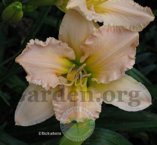 Photo of Daylily (Hemerocallis 'Acquired Arcadian Bliss') uploaded by Char