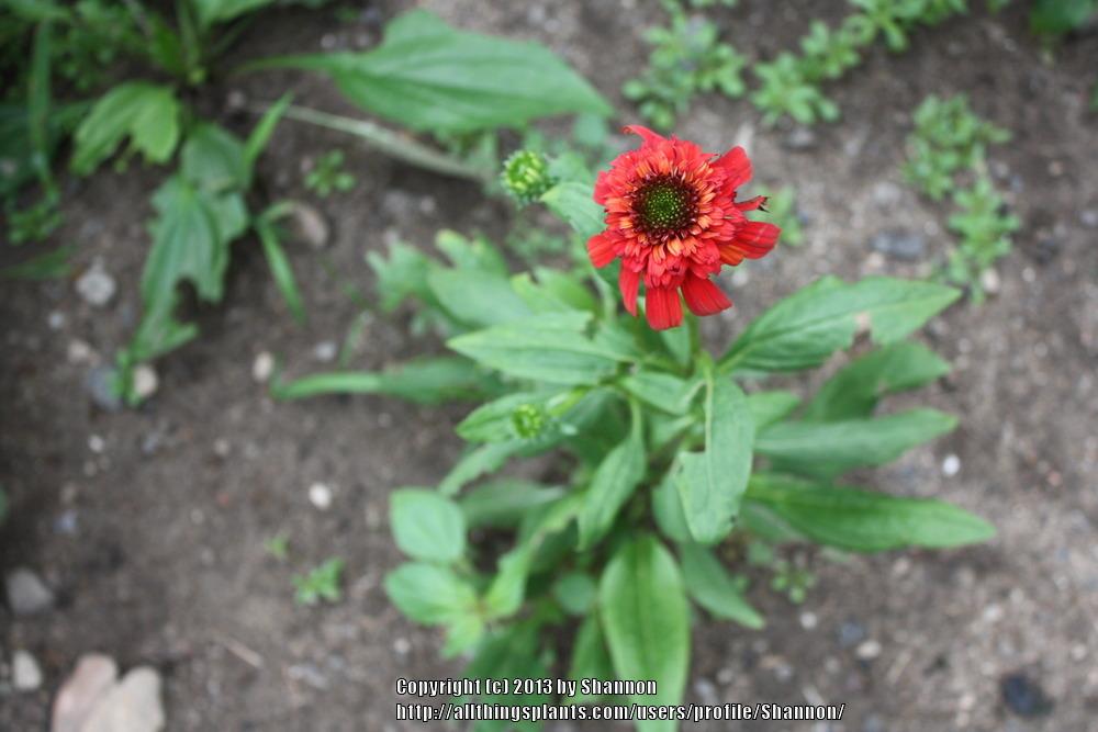 Photo of Coneflower (Echinacea 'Hot Papaya') uploaded by Shannon