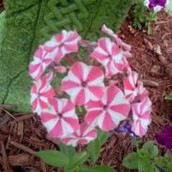 Location: my garden
Date: 2013-07-23 
first yr bloom