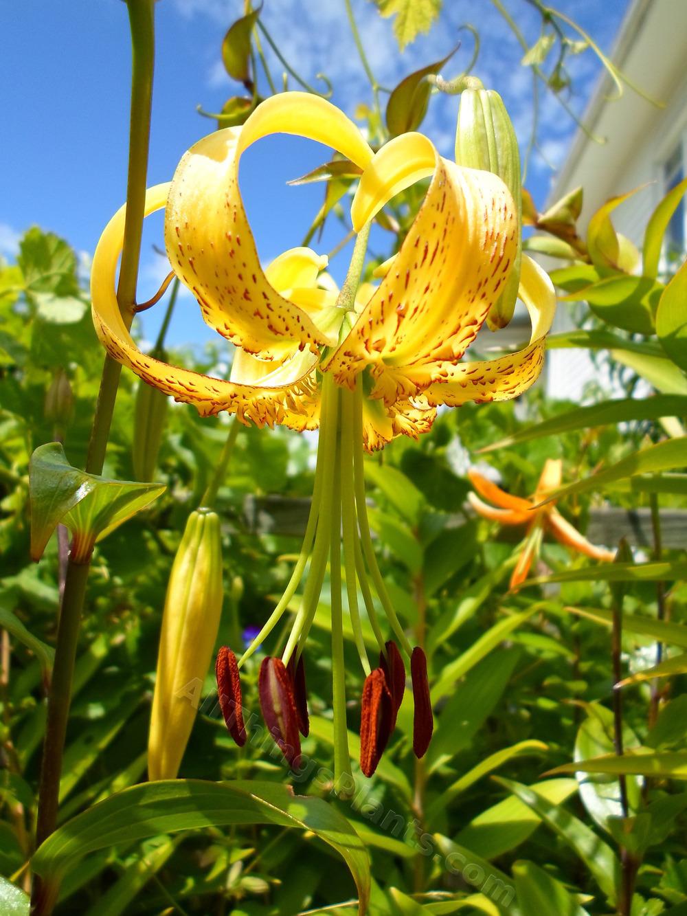 Photo of Henry's Lily (Lilium henryi) uploaded by dellac