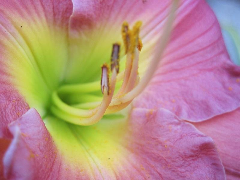 Photo of Daylily (Hemerocallis 'Woodside Romance') uploaded by robertduval14