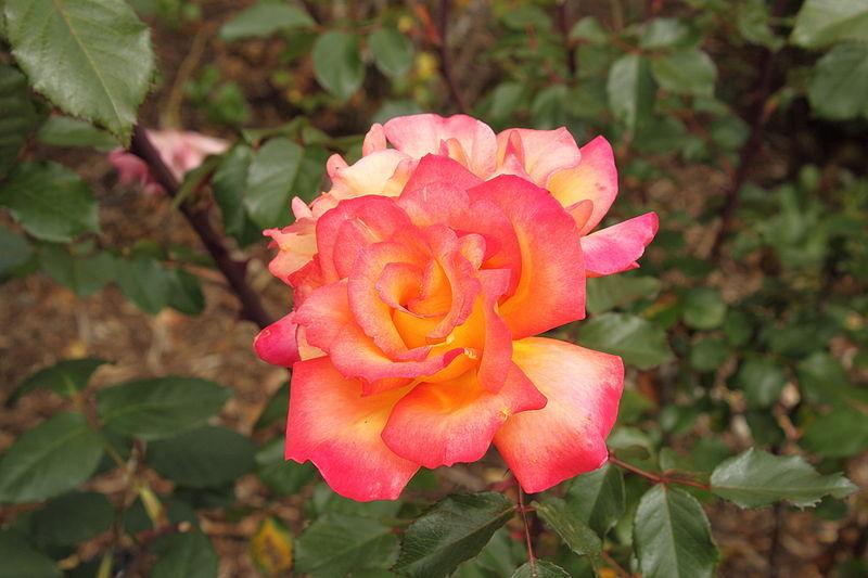 Photo of Rose (Rosa 'Rainbow Sorbet') uploaded by robertduval14