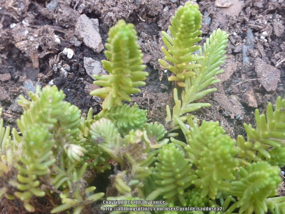 Photo of Tasteless Stonecrop (Sedum sexangulare) uploaded by sandnsea2