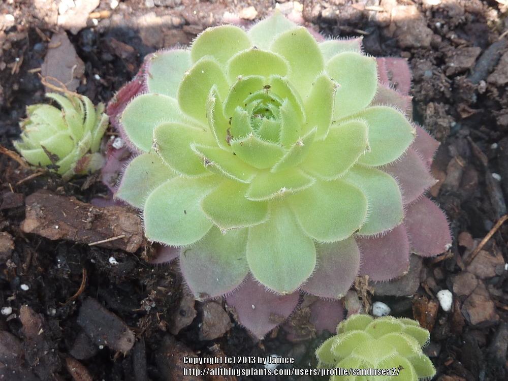 Photo of Hen and Chicks (Sempervivum 'Pacific Hep') uploaded by sandnsea2