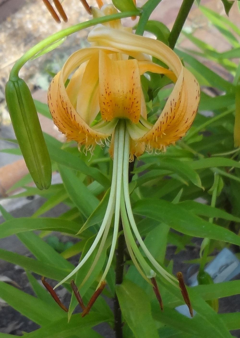 Photo of Henry's Lily (Lilium henryi) uploaded by stilldew