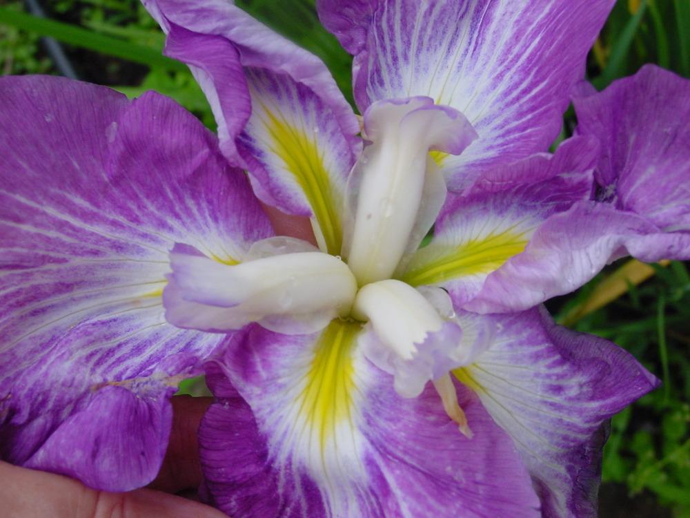 Photo of Japanese Iris (Iris ensata 'Yamato Hime') uploaded by BestemorB
