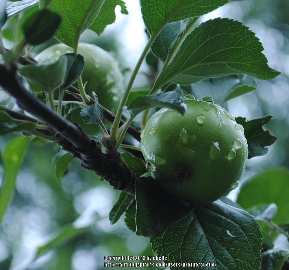 Photo of Apple (Malus domestica 'Granny Smith') uploaded by chelle