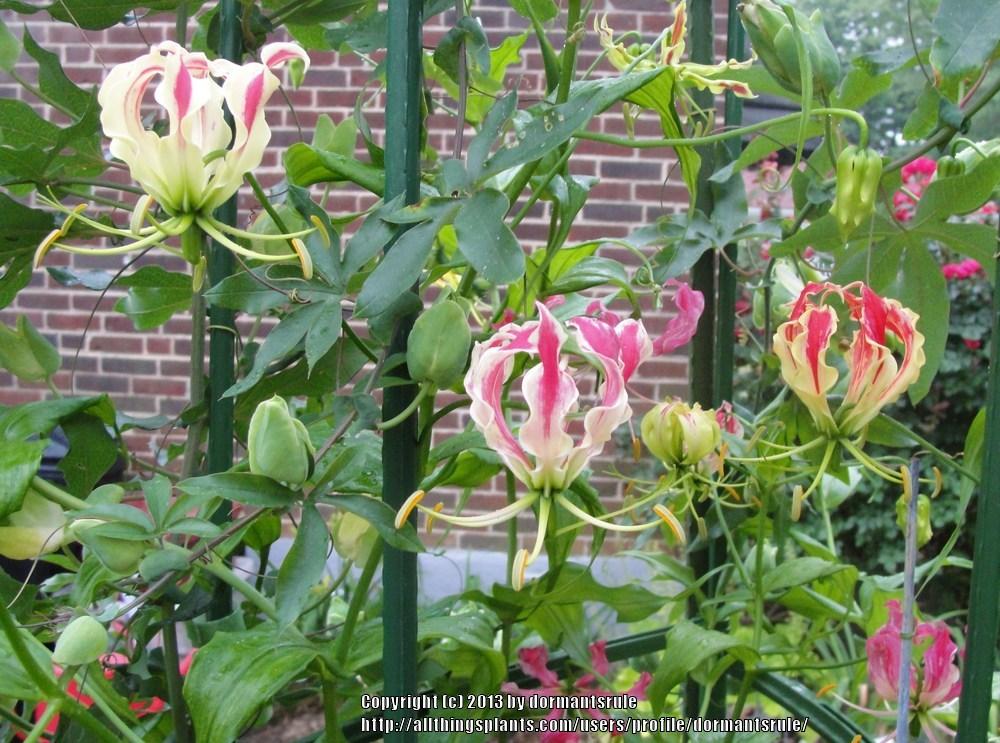Photo of Gloriosa Lily (Gloriosa superba 'Rothschildiana') uploaded by dormantsrule
