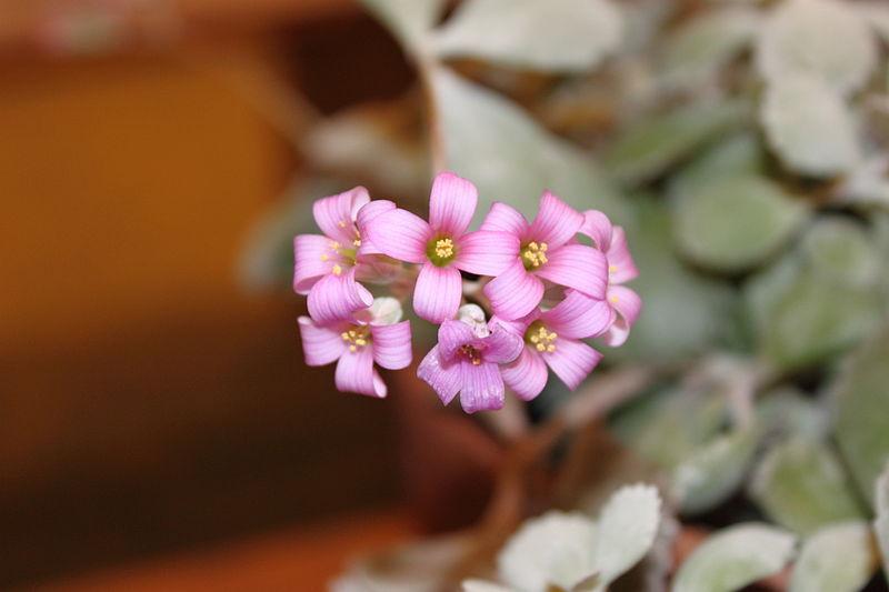 Photo of Flower Dust Plant (Kalanchoe pumila) uploaded by robertduval14