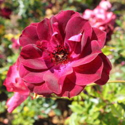 Location: Inez Grant Parker Memorial Rose Garden
Date: April
credit: Captain-tucker