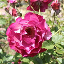 Location: Inez Grant Parker Memorial Rose Garden
Date: April
credit: Captain-tucker