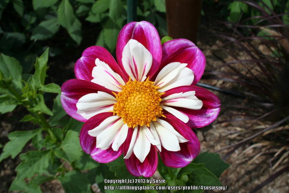 Photo of Dahlia 'Bumble Rumble' uploaded by 4susiesjoy