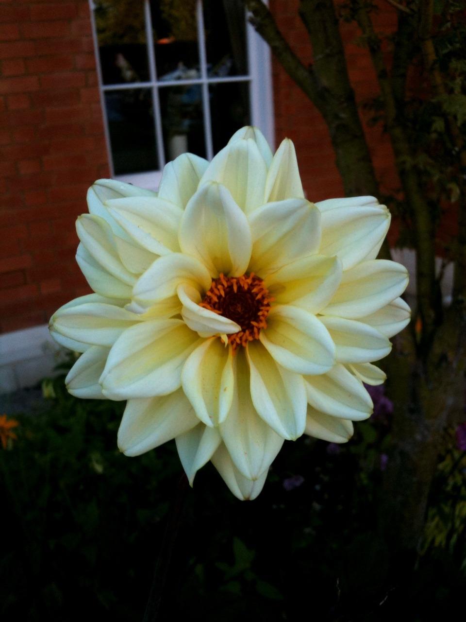 Photo of Dahlia 'Classic Swanlake' uploaded by Cantillon