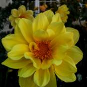 Dahlia \"Classic Summertime\", an excellent example ,heads held c