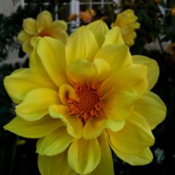 Location: Dublin, Ireland
Date: July August 2012
Dahlia \"Classic Summertime\", an excellent example ,heads held c