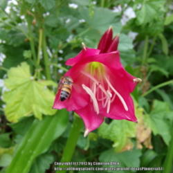 Location: Plano, TX
Date: 2013-07-25
Honeybees are already flocking to the blooms.