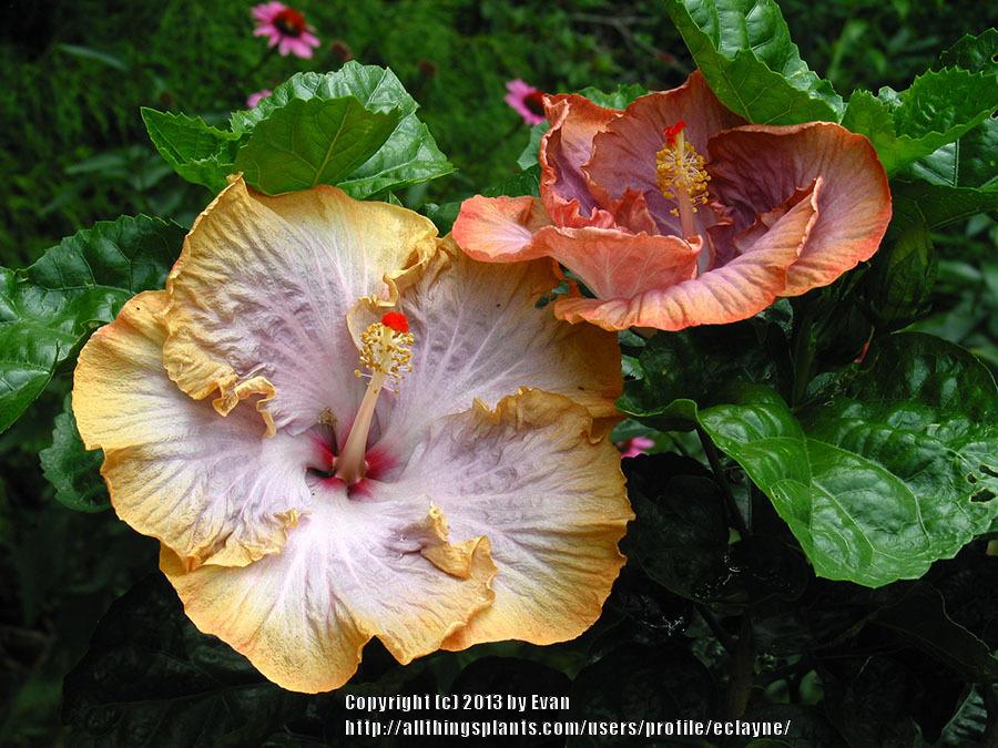 Photo of Tropical Hibiscus (Hibiscus rosa-sinensis 'Dixieland') uploaded by eclayne