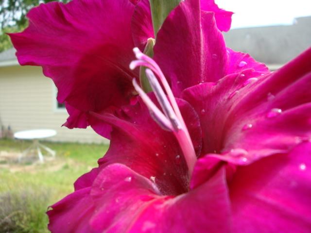 Photo of Gladiola (Gladiolus) uploaded by flaflwrgrl