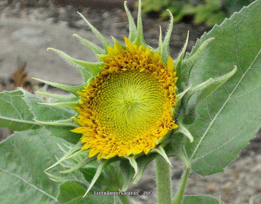 Photo of Dwarf Sunflower (Helianthus annuus 'Teddy Bear') uploaded by lovemyhouse