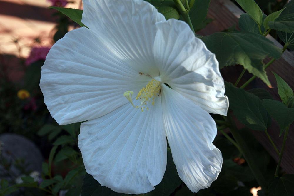 Photo of Hybrid Hardy Hibiscus (Hibiscus 'Blue River II') uploaded by luvsgrtdanes
