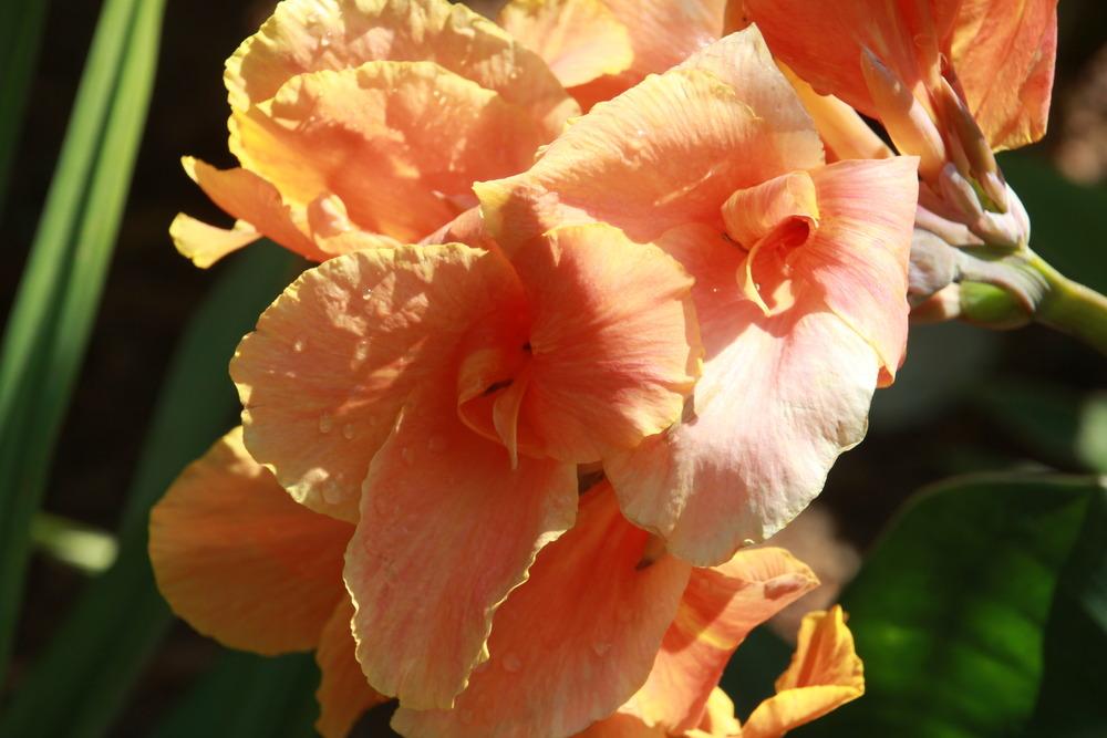 Photo of Canna (Canna x generalis 'Rosemond Coles') uploaded by luvsgrtdanes