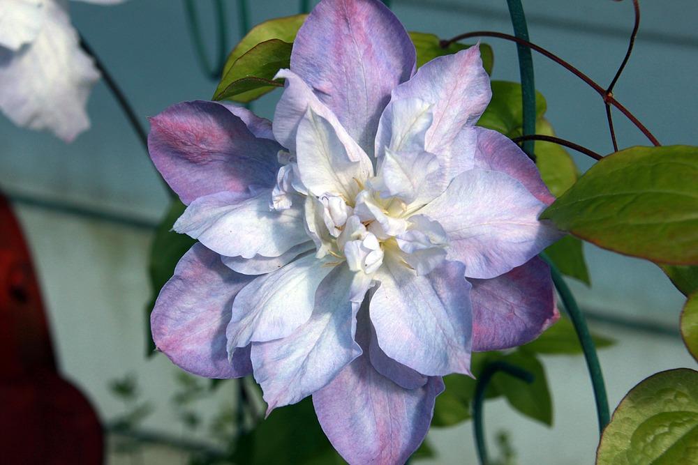 Photo of Clematis 'Veronica's Choice' uploaded by luvsgrtdanes