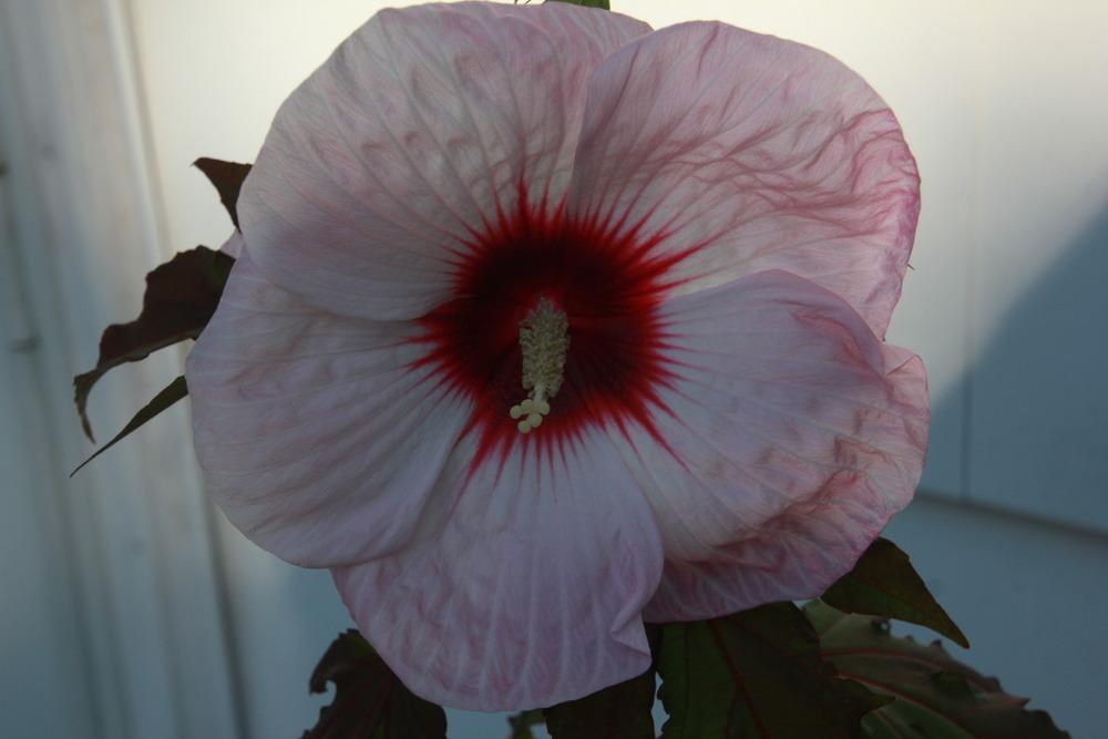 Photo of Hybrid Hardy Hibiscus (Hibiscus 'Kopper King') uploaded by luvsgrtdanes