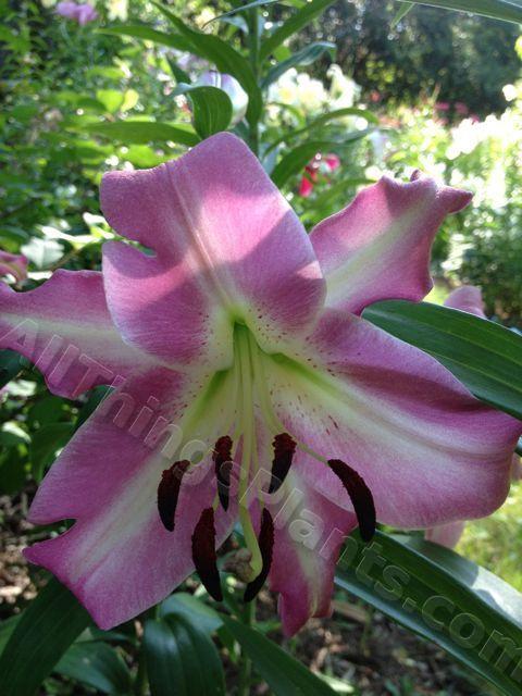Photo of Lily (Lilium 'Purple Lady') uploaded by magnolialover