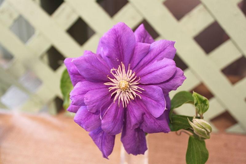 Photo of Clematis Franziska Maria™ uploaded by robertduval14