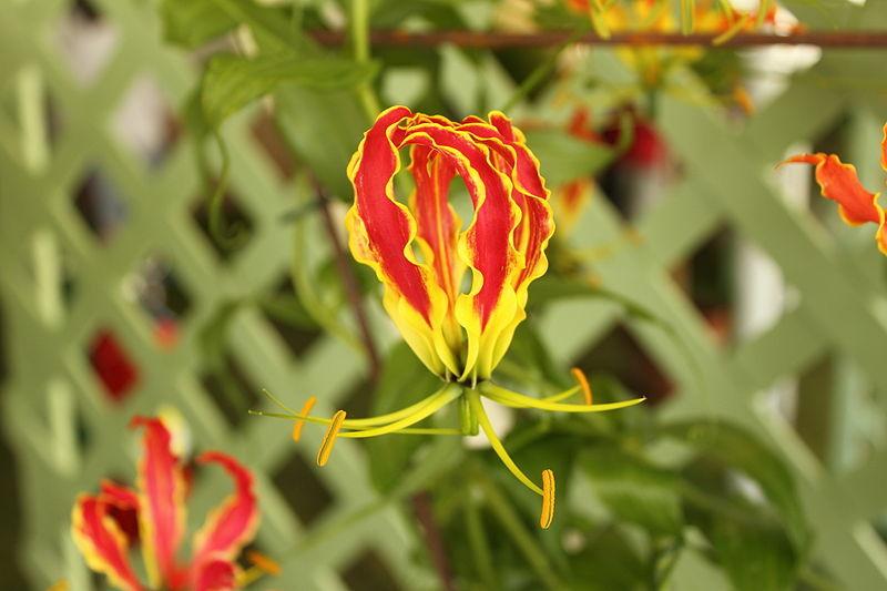 Photo of Gloriosa Lily (Gloriosa superba 'Rothschildiana') uploaded by robertduval14