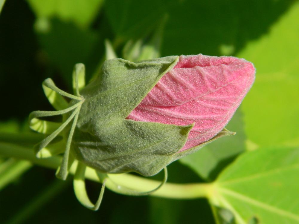 Photo of Hibiscus uploaded by wildflowers