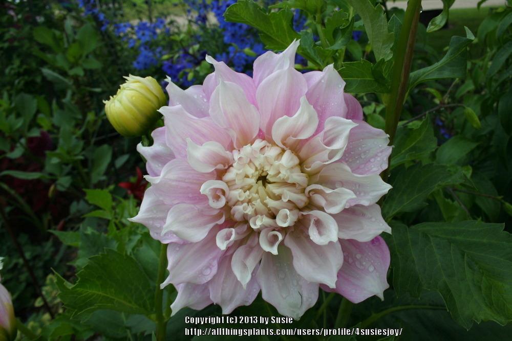 Photo of Dahlia 'Gitts Perfection' uploaded by 4susiesjoy