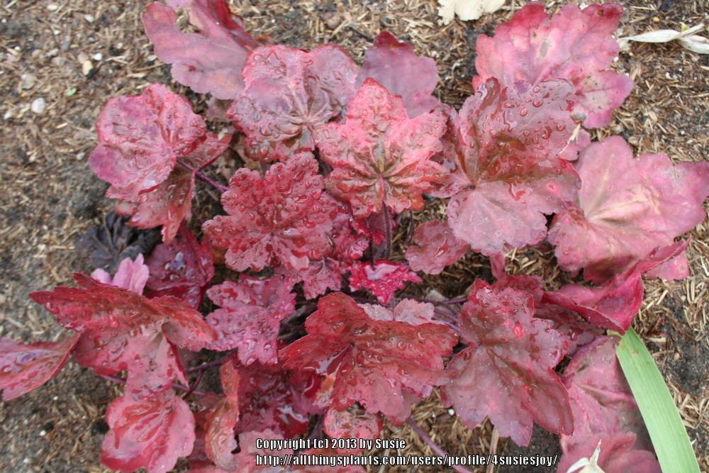 Photo of Coral Bells (Heuchera 'Autumn Leaves') uploaded by 4susiesjoy