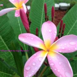 Location: Tampa, Florida
Date: Last week of July 2013
First bloom of my plumeria seedling, 3 inches blooms, pastel pink