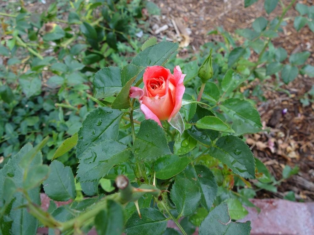 Photo of Rose (Rosa 'Summer Song') uploaded by Skiekitty