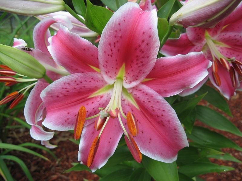 Photo of Lilies (Lilium) uploaded by robertduval14
