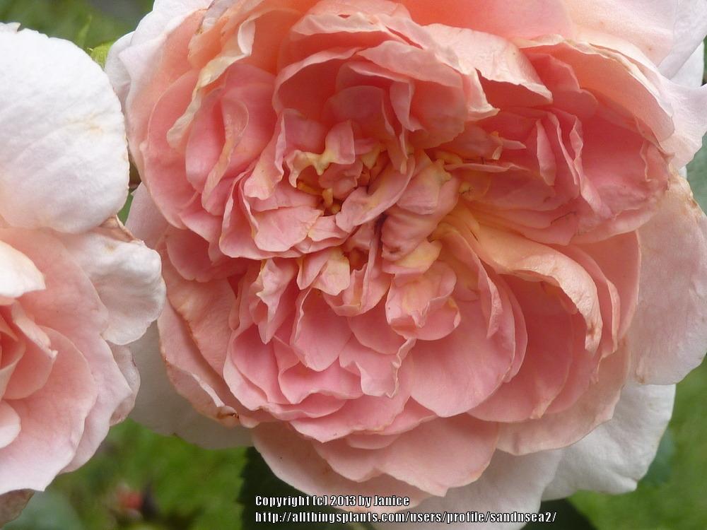 Photo of Rose (Rosa 'Colette') uploaded by sandnsea2