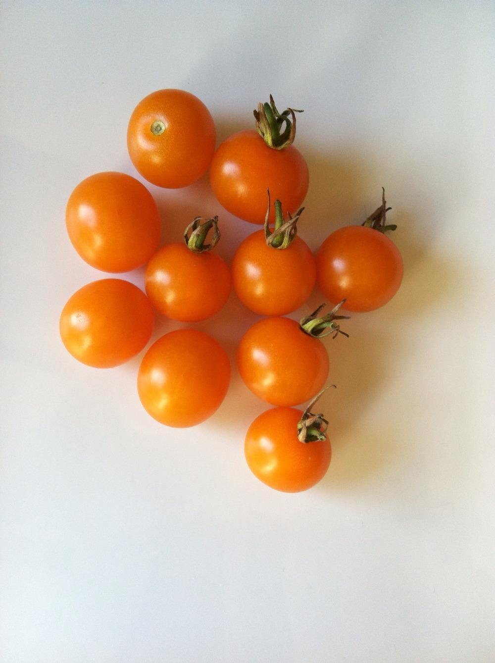 Photo of Tomato (Solanum lycopersicum 'Sungold') uploaded by wickedelph