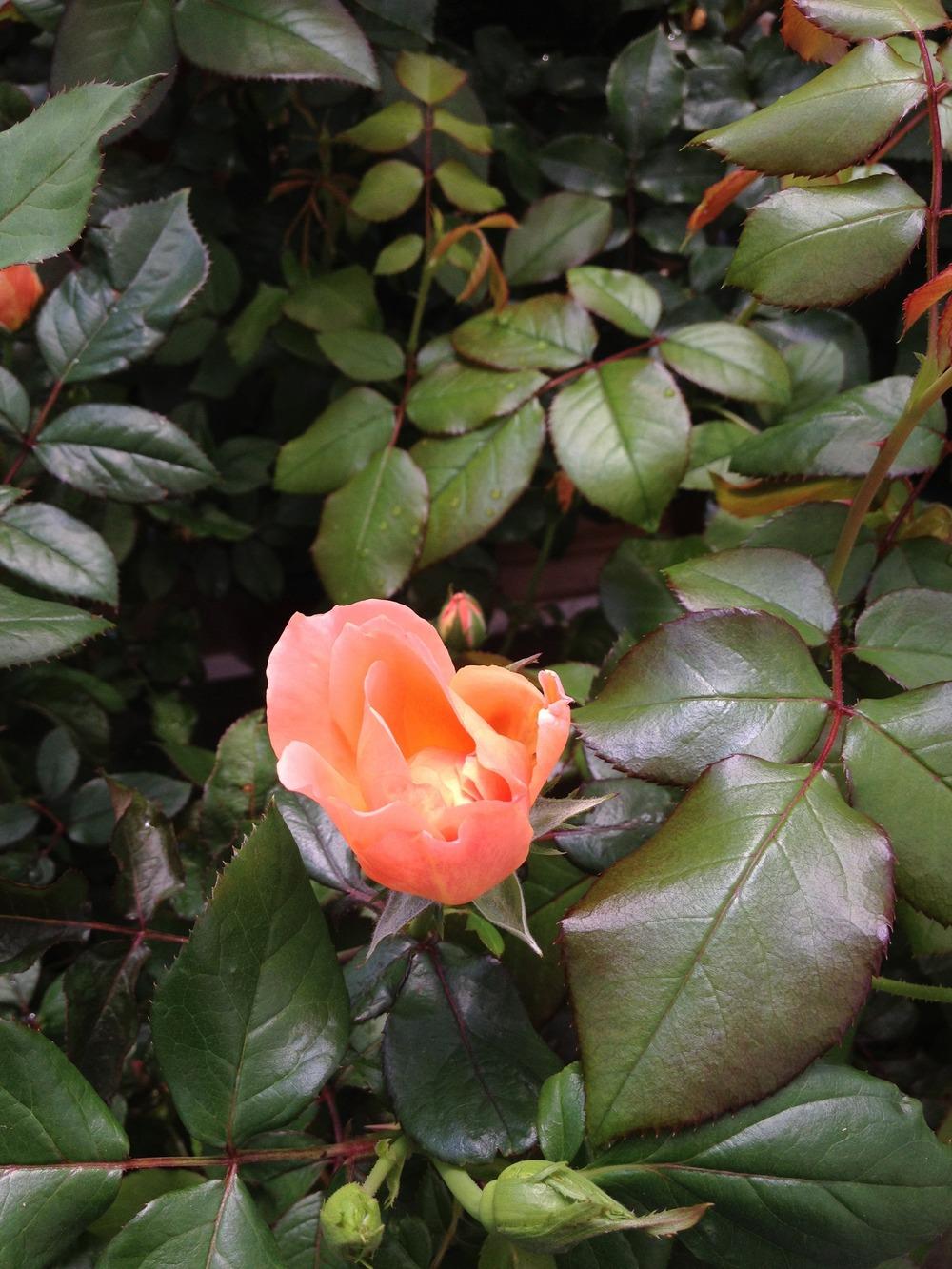 Photo of Rose (Rosa 'Sweet Fragrance') uploaded by Skiekitty